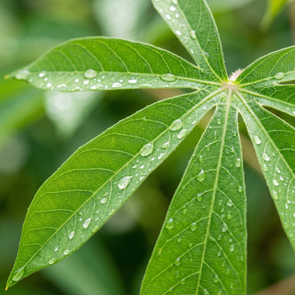 Cassava Tree Seeds for Planting