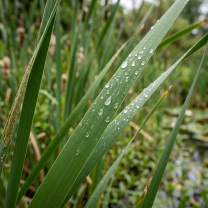 Cattail Seeds for Wetland Gardens