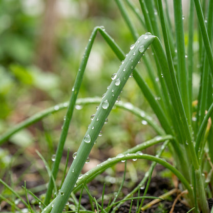 Chives Seeds (Allium schoenoprasum) – Heirloom Chive Herb Seeds