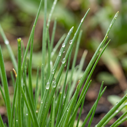 Chives Seeds (Allium schoenoprasum) – Heirloom Chive Herb Seeds