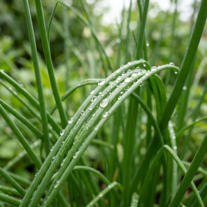 Chives Seeds (Allium schoenoprasum) – Heirloom Chive Herb Seeds