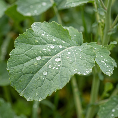 Trophy Forage Rape Seeds for Plots