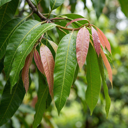 Pink Mango Seeds (Mangifera indica) – Sweet Tropical Mango Fruit Seeds