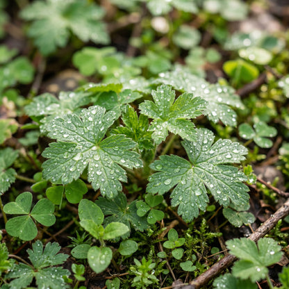Free Range Ground Cover Seed Mix