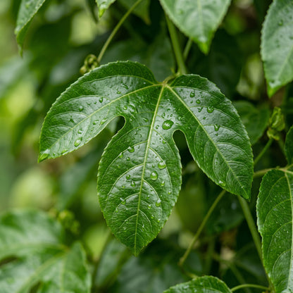 Purple Passion Fruit Seeds