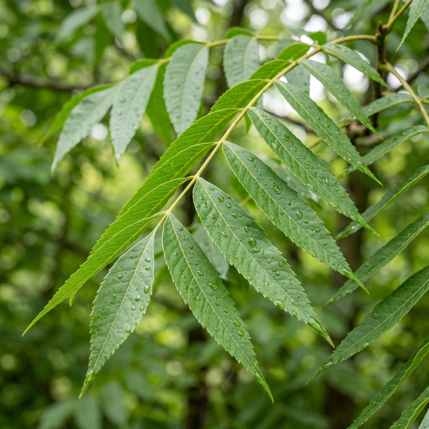 Stuart Pecan Tree Seeds