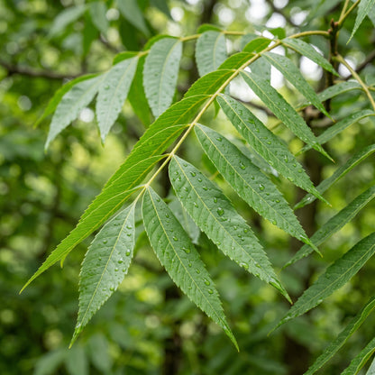 Stuart Pecan Tree Seeds