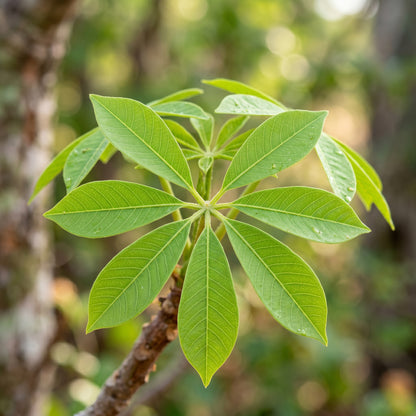 African Baobab Tree Seeds for Planting