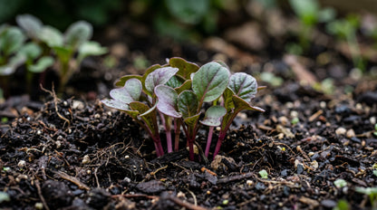 Tatsoi Viola Oriental Mustard F1 Seeds