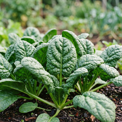 Bloomsdale Spinach Seeds for Home Garden