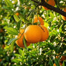 Orange Tree Seeds Fruit Plant for Garden Growing