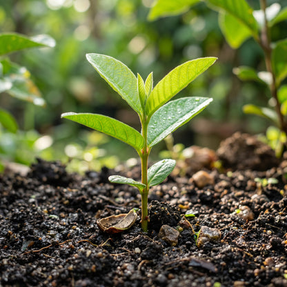 Guava Seeds Fruit Plant for Garden Growing
