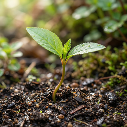 Peach Tree Seeds for Garden Growing