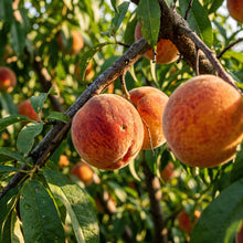 Peach Tree Seeds for Garden Growing