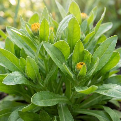 Orange Yellow Calendula Flower Seeds For Planting