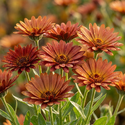 Rusty Red Calendula Flower Seeds For Planting