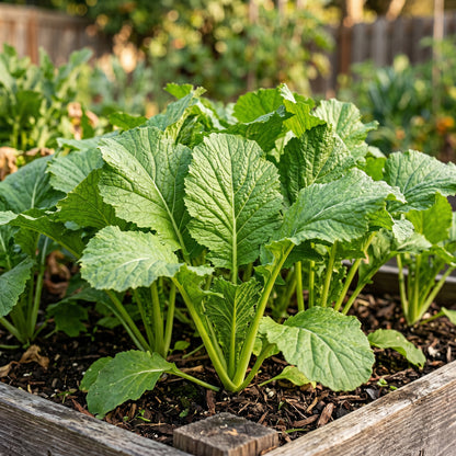 Heirloom Mustard Seeds for Home Garden