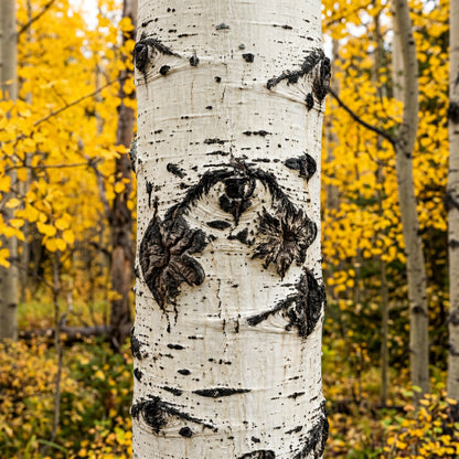 Golden Aspen Tree Seeds for Landscapes