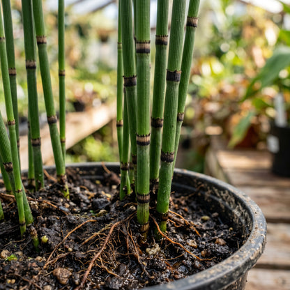 Horsetail Plant (Equisetum hyemale) – Horsetail Reed Live Plant