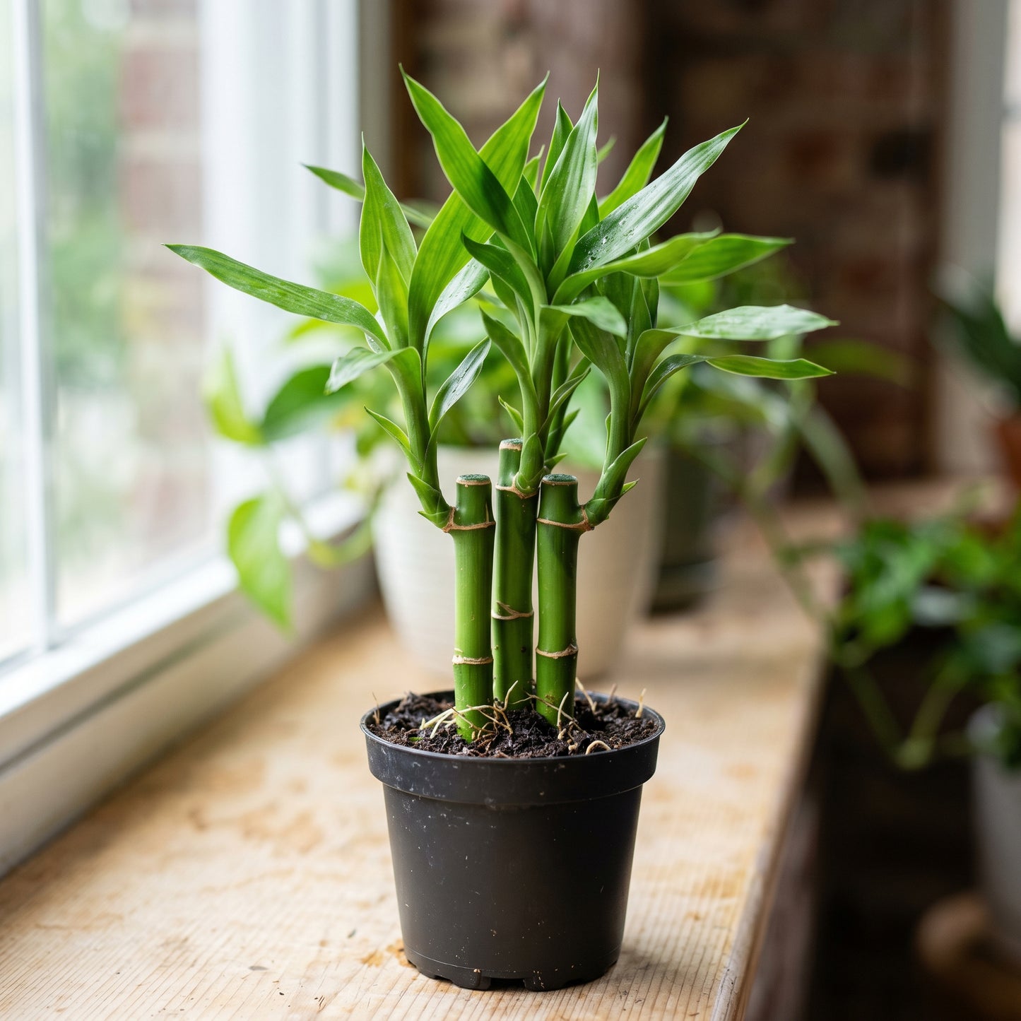 Lucky Bamboo Plant (Dracaena sanderiana) – Indoor Bamboo Live Plant