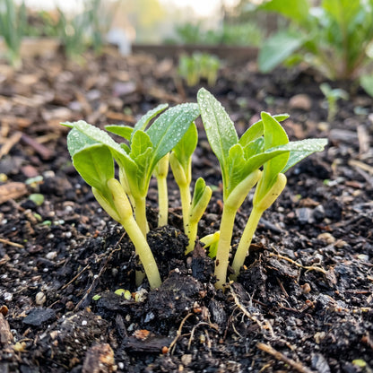 Yellow Intermediate Mangel Beet Seeds for Home Gardening