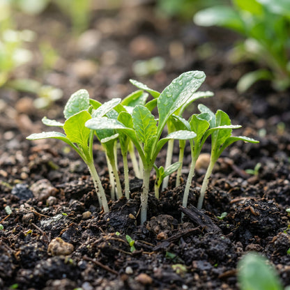 White Beet Vegetable Seeds for Home Garden Planting