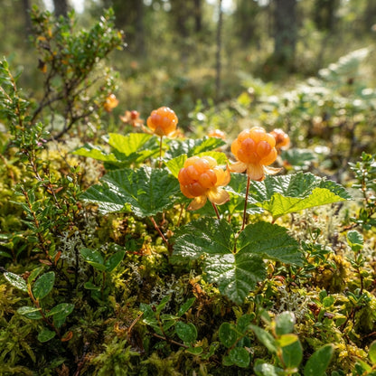 Cloudberry Seeds for Planting