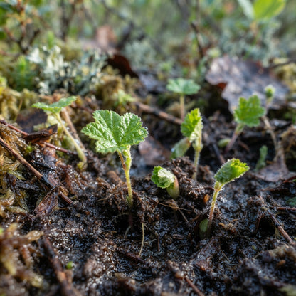 Cloudberry Seeds for Planting
