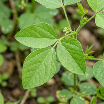 Cluster Bean (Guar) Seeds for Planting