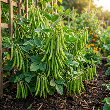 Cluster Bean (Guar) Seeds for Planting