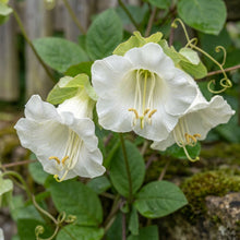 Cobaea scandens Alba Flower Seeds for Planting