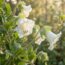 Cobaea scandens Alba Flower Seeds for Planting