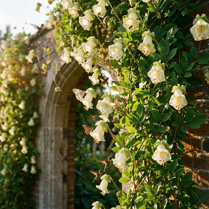 Cobaea scandens Alba Flower Seeds for Planting