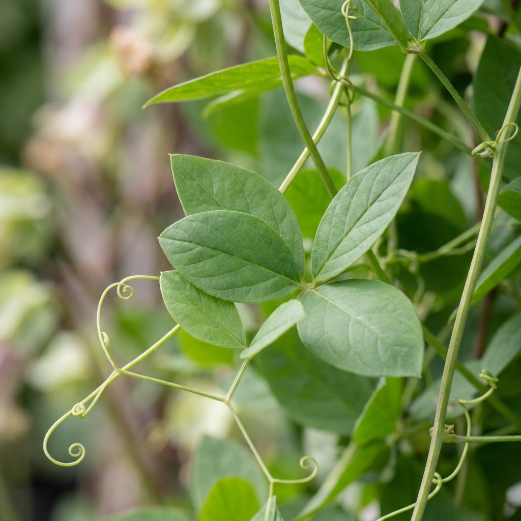 Cobaea scandens Alba Flower Seeds for Planting