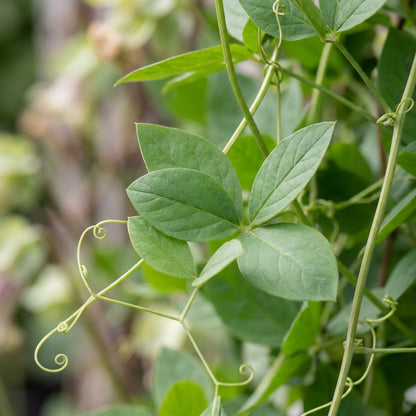 Cobaea scandens Alba Flower Seeds for Planting
