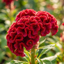 Cockscomb Red Flower Seeds – Vibrant Crested Blooms