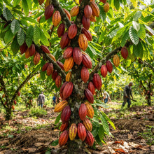 Cocoa Seeds for Planting