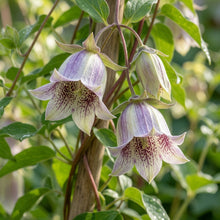 Codonopsis Bhutanica Flower Seeds
