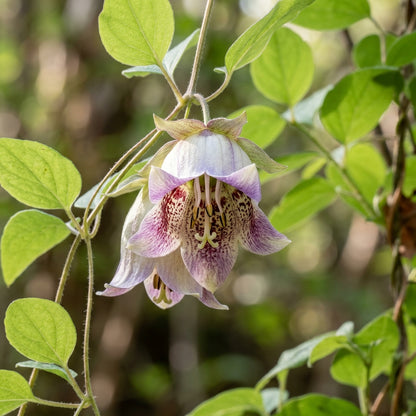 Codonopsis Bhutanica Flower Seeds