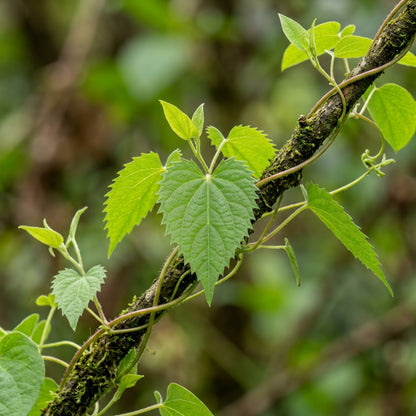 Codonopsis Bhutanica Flower Seeds