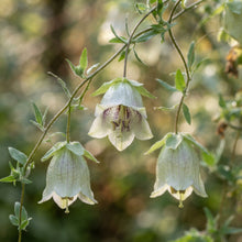 Codonopsis grey-wilsonii Flower Seeds for Planting