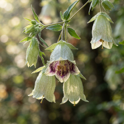Codonopsis grey-wilsonii Flower Seeds for Planting