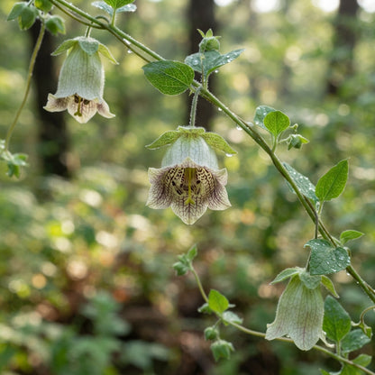 Codonopsis lanceolata Seeds for Planting
