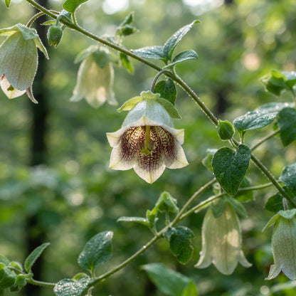 Codonopsis lanceolata Seeds for Planting