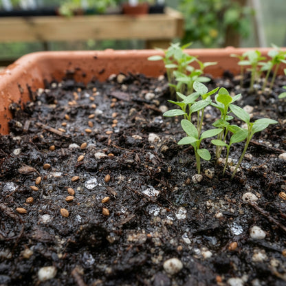Codonopsis lanceolata Seeds for Planting