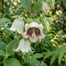 Codonopsis Ovata Flower Seeds For Planting