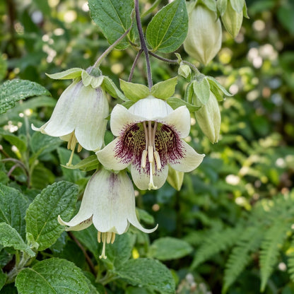 Codonopsis Ovata Flower Seeds For Planting