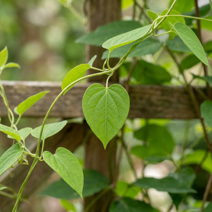 Codonopsis Ovata Flower Seeds For Planting
