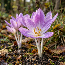 Colchicum Autumnale Lilac Wonder Flower Seeds For Planting