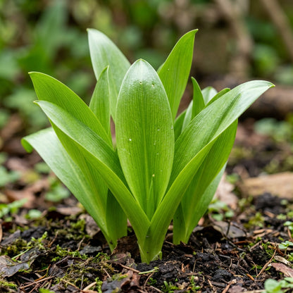Colchicum Autumnale Lilac Wonder Flower Seeds For Planting